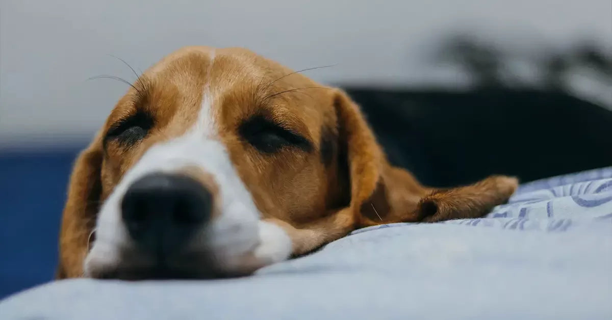 Can You Use Hydrogen Peroxide on Dogs