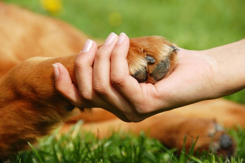 How to Protect Dog Paws from Hot Pavement