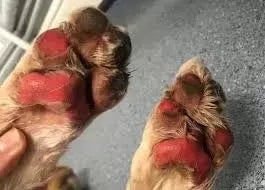 Dog Paw Burns: Causes, Prevention, and Treatment
