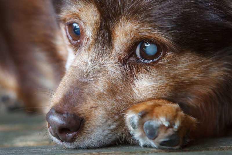 Can Dogs Get Cataract Surgery