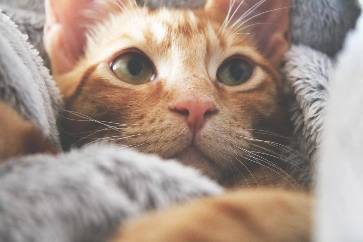 Can A Cat Lose Its Voice​