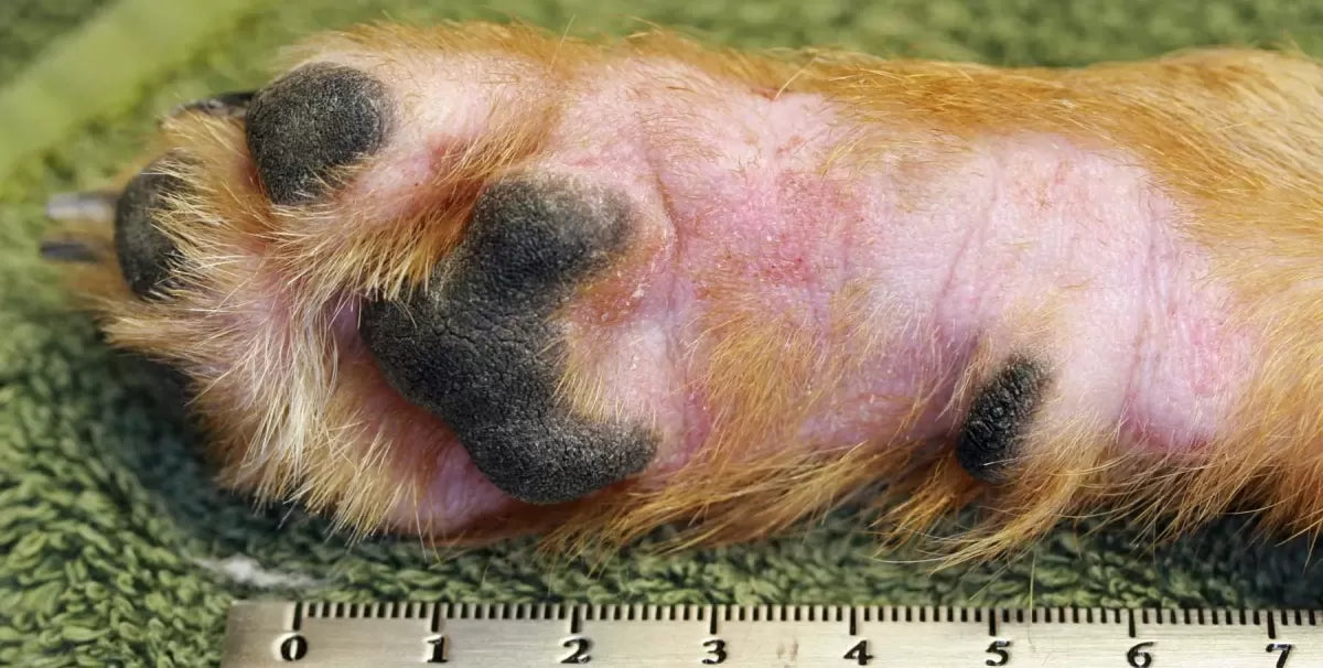 Understanding and Managing Dog Eczema: A Comprehensive Guide