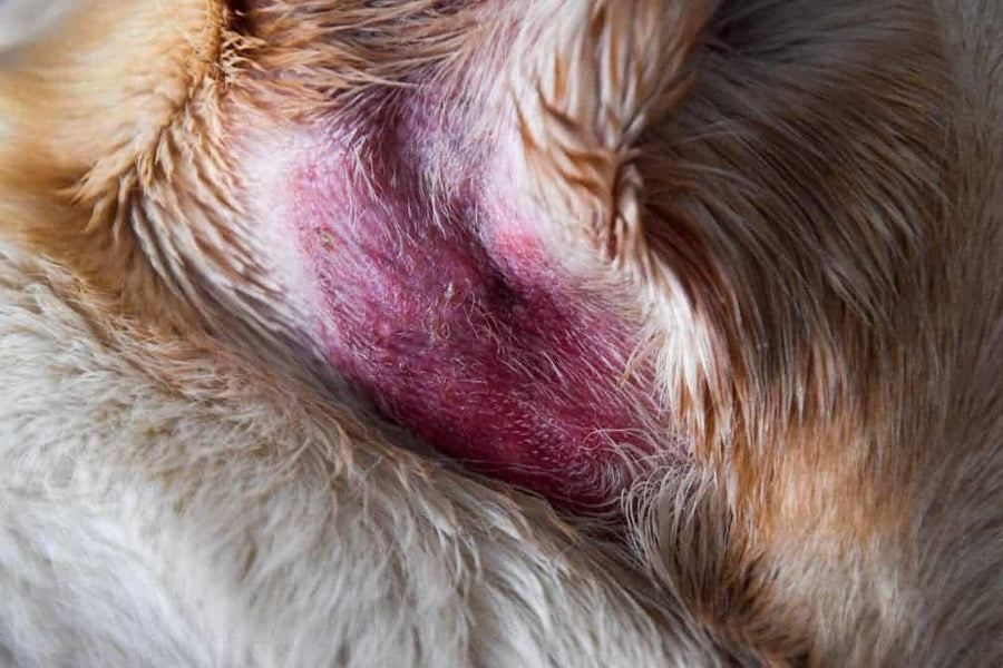 Identifying Secondary Infections in Canine Hot Spots