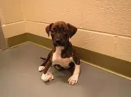Rickets in Dogs: Causes, Symptoms, and Treatment
