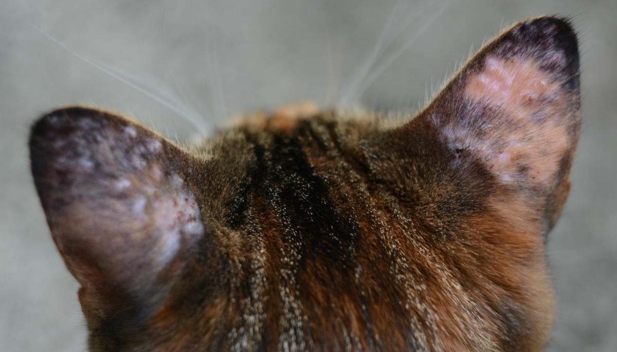 Bumps on Cats Ears