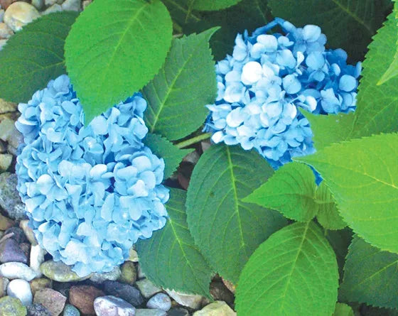 Are Hydrangeas Poisonous to Dogs