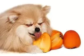 Can Dogs Eat Persimmons?