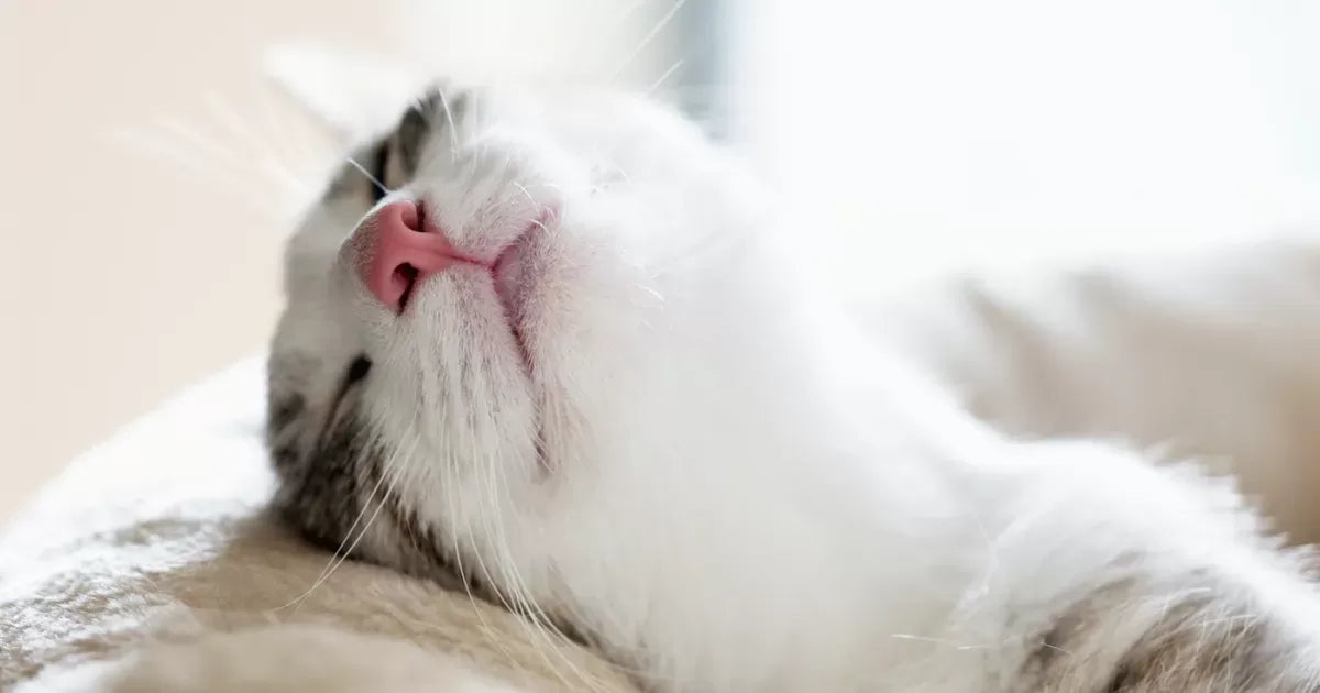 Can Cats Dream? Understanding Dreaming Behavior