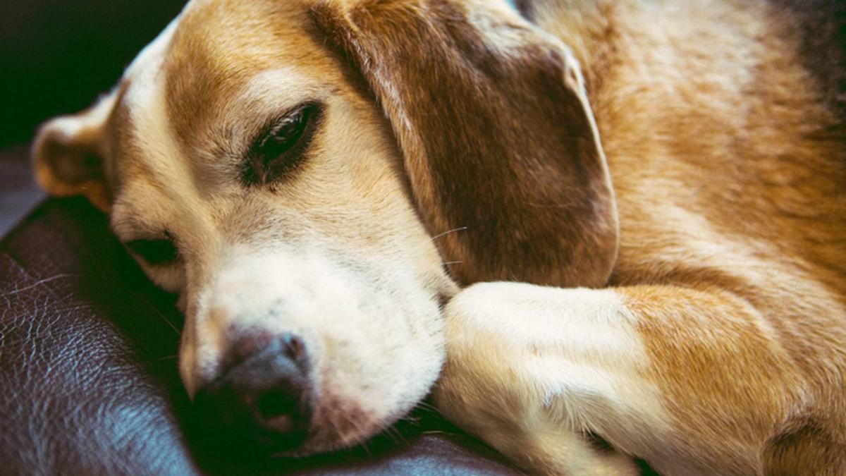 Can Dogs Sleep With Their Eyes Open