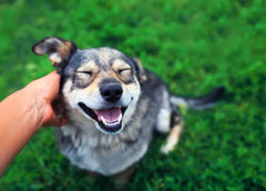 Itchy Pets 101: Managing Allergies in Dogs