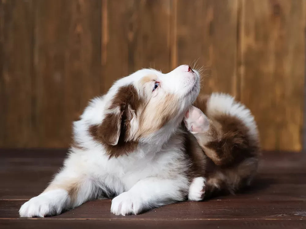 Canine Itching Home Remedies