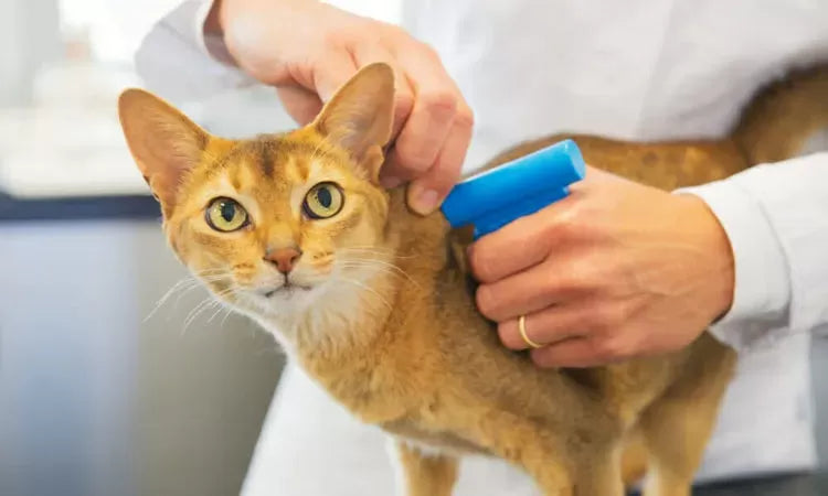 Fipronil for Cats