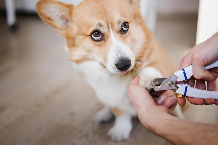 Cut A Dog's Nail Too Short​: What Should I Do