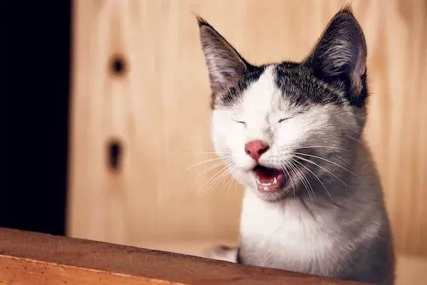 Eosinophilic Granuloma in Cats