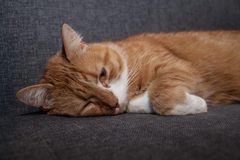 How to Stop Cat Vomiting