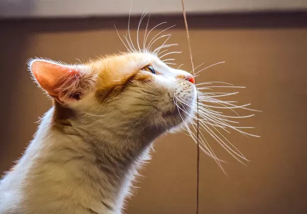 Whisker Fatigue in Cats