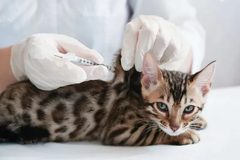 What Vaccines Do Cats Need