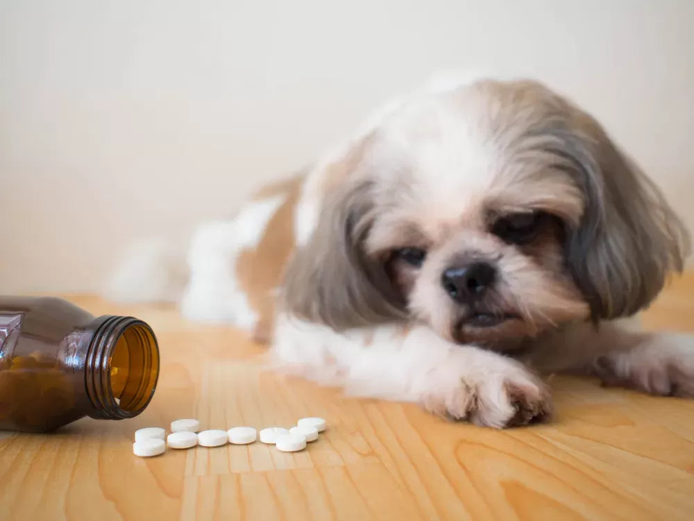 Enrofloxacin for Dogs