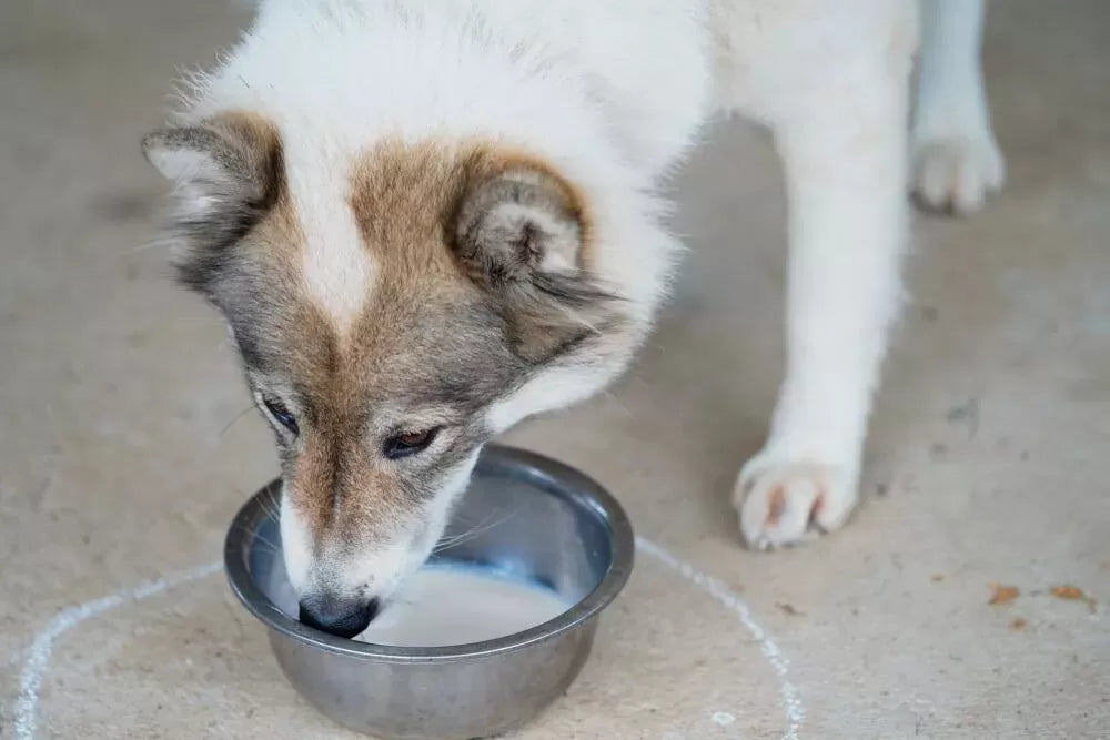 Can Dogs Drink Milk