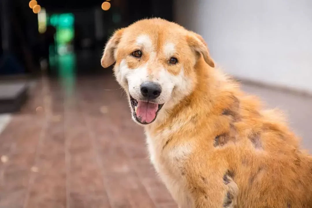 How Do Dogs Get Mange