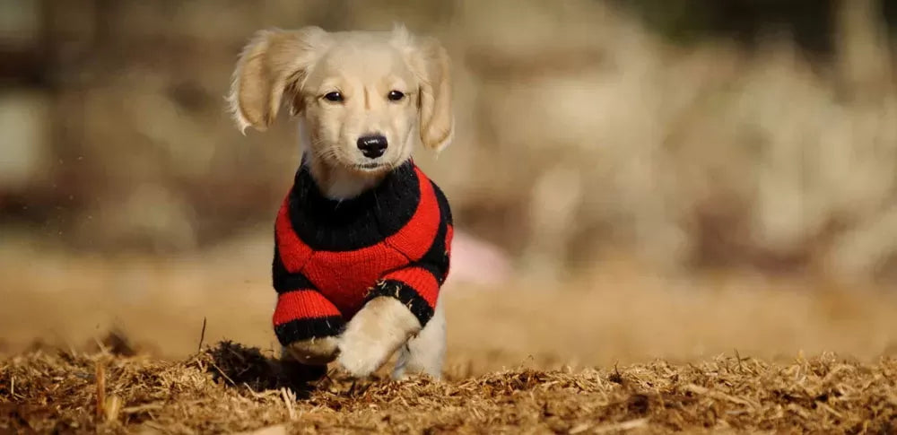 Do Dogs Like Wearing Clothes
