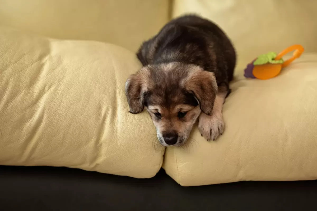 Megaesophagus in Dogs