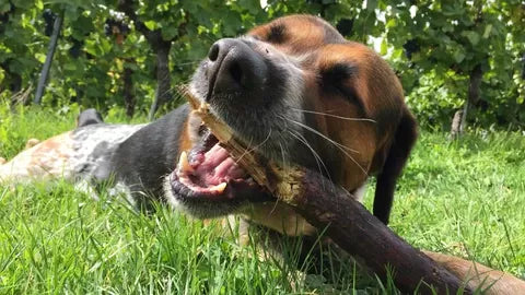 Why Do Dogs Eat Wood