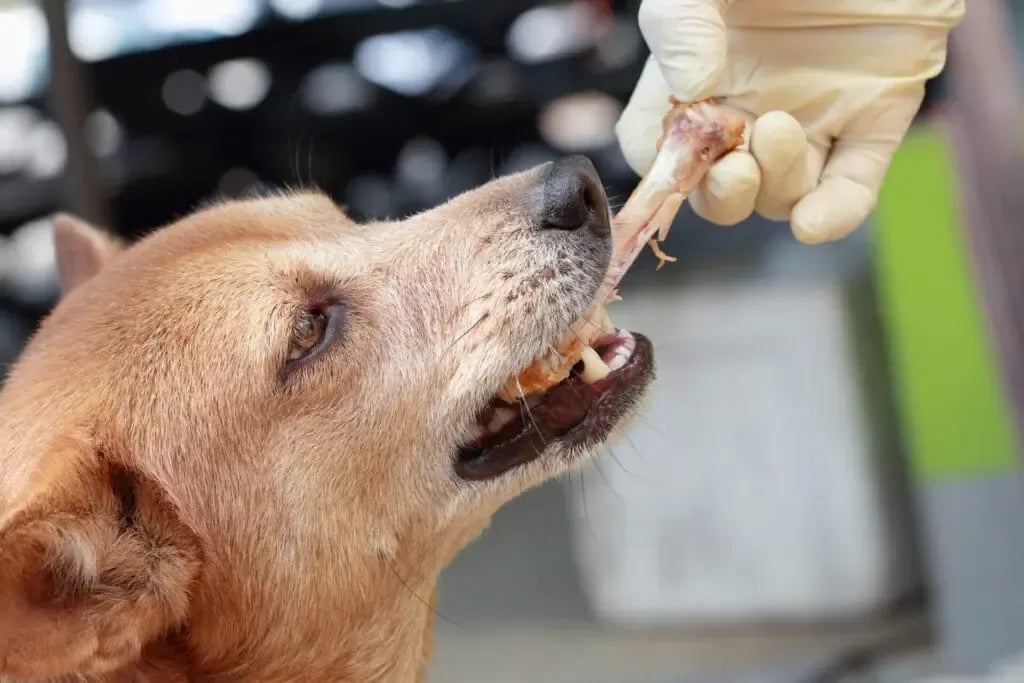 Chicken Allergy in Dogs: Symptoms, Causes, and Safe Alternatives