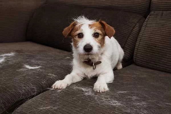 How to Minimize Dog Shedding