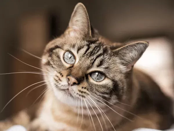 Do Cats Like Routine