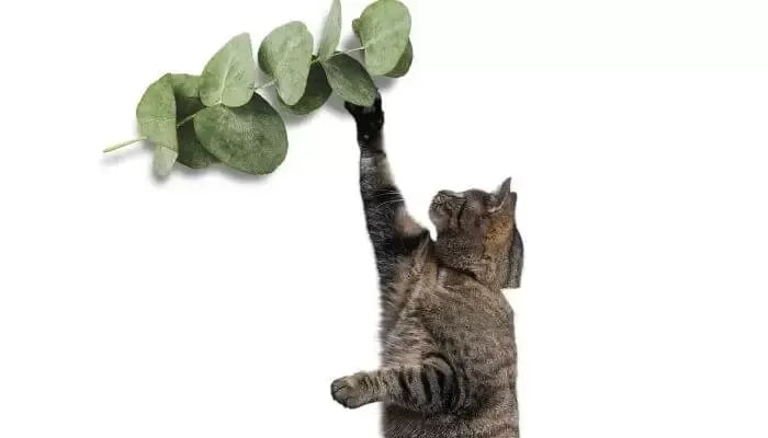 Is Eucalyptus Safe For Cats