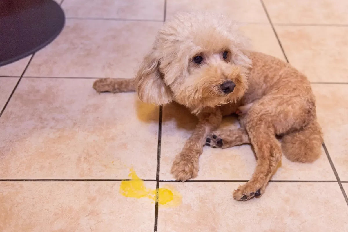 Dog Throws up Yellow Liquid and Dies: What Your Should Know