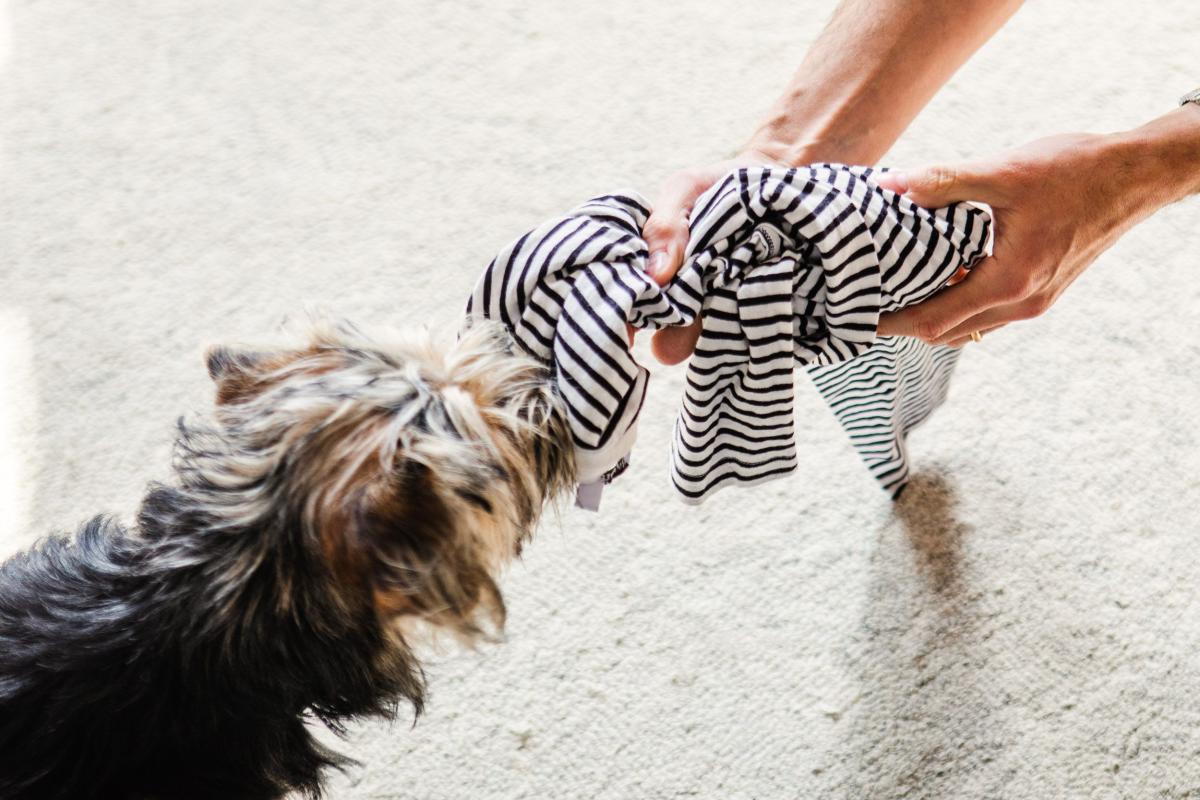 Toy Aggression in Dogs