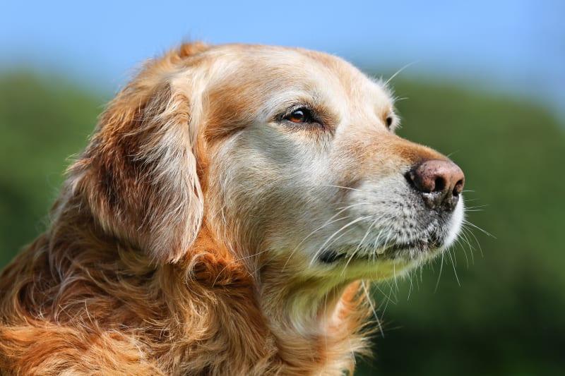 Ivermectin for Dogs