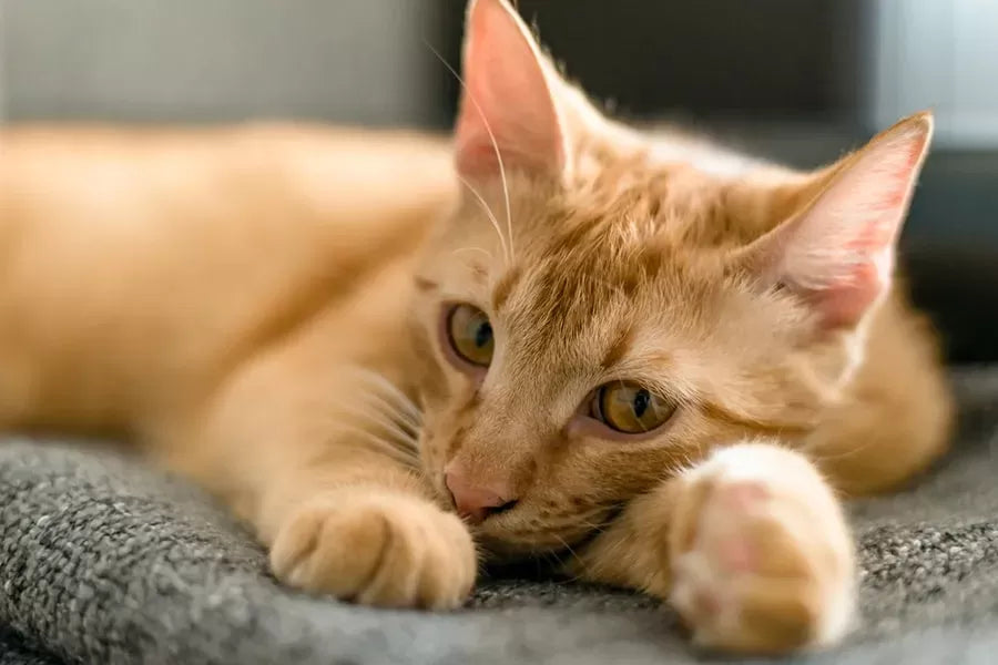 Understanding Seizures in Cats: Causes, Symptoms, and Treatment