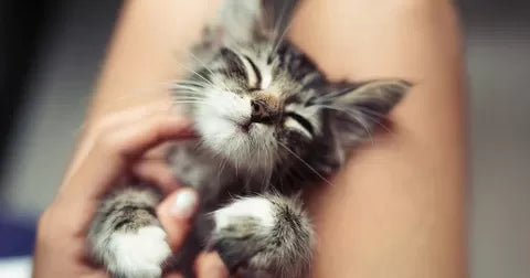 Kitten Always Wants to Be Held: Understanding Your Kitten's Behavior