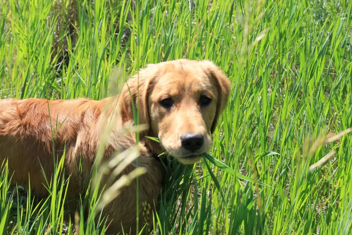 Dog's Stomach Making Noises and Eating Grass: 5 Problems You Could Face