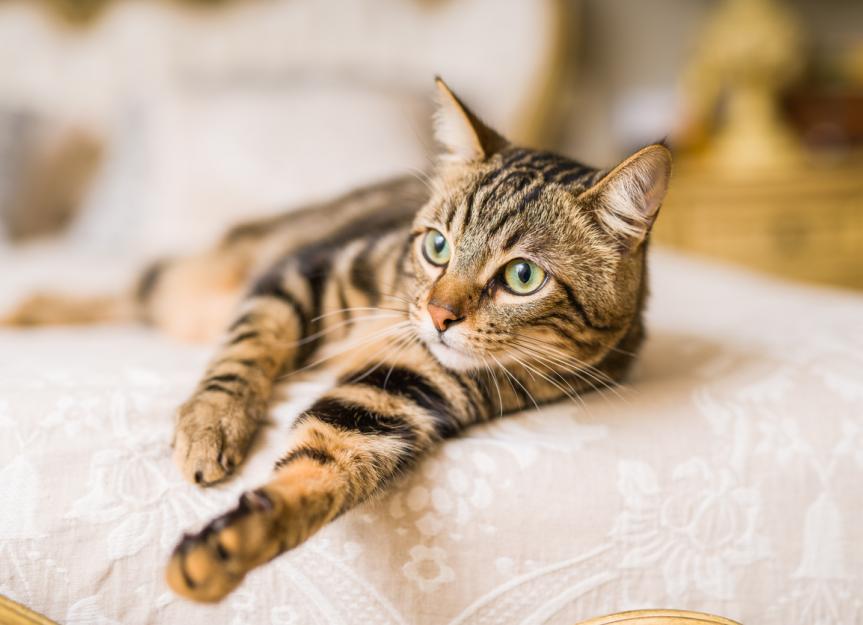Feline Hip Dislocation: Causes, Treatments, and Home Care