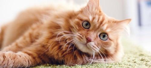 Is Hydrogen Peroxide Safe for Cats