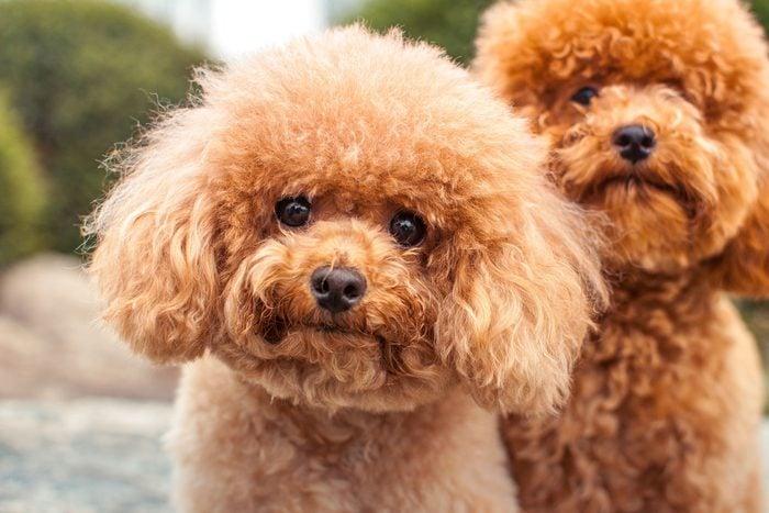 The Ultimate Guide to Teddy Bear Dog Breeds
