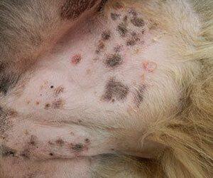 Black Skin Disease in Dogs
