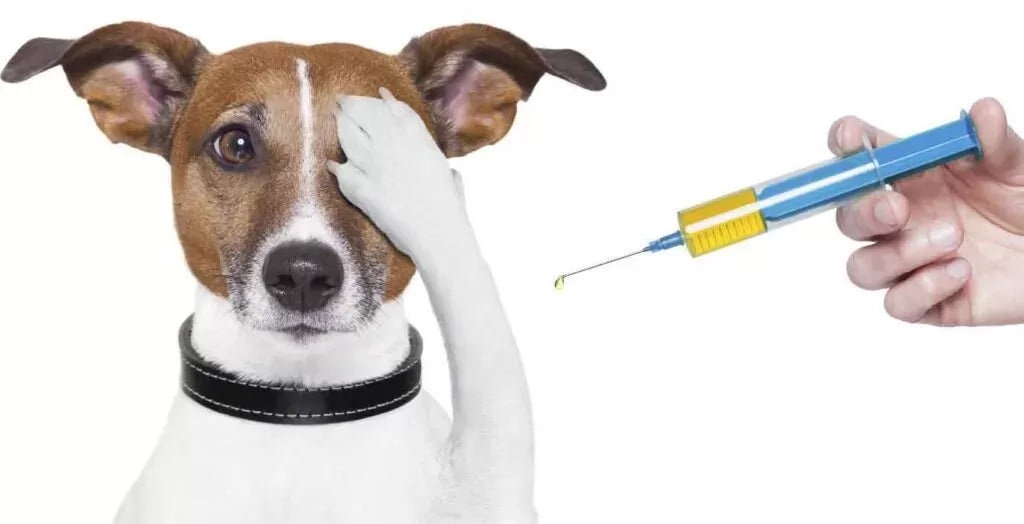 Dog Behavior Change After Vaccination: How to Handle It