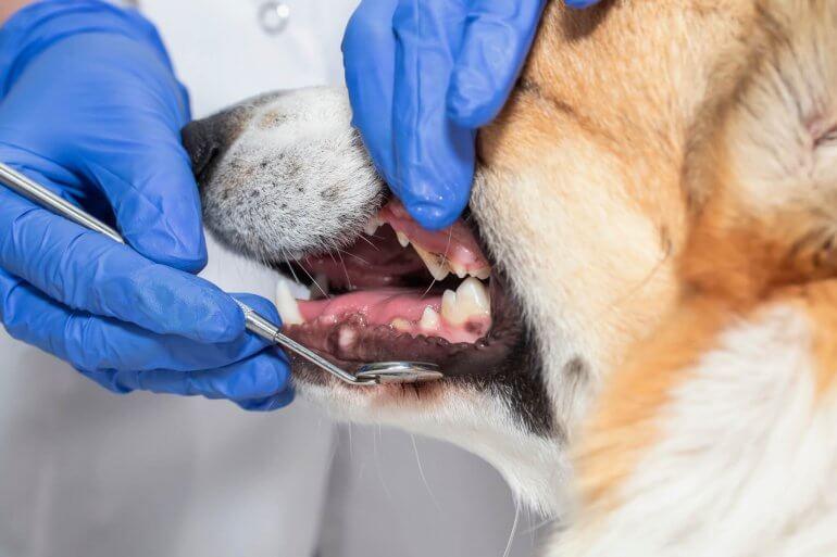 Home Remedies for Dog Broken Tooth​