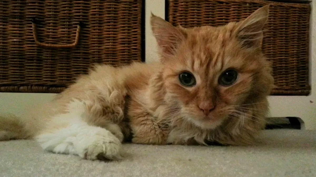 Understanding and Treating Cryptococcus in Cats