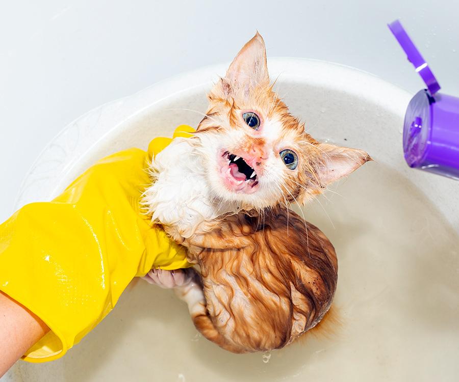 How to Give a Cat a Flea Bath: A Complete Guide 2025