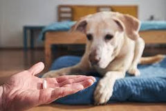 Clavacillin for Dogs
