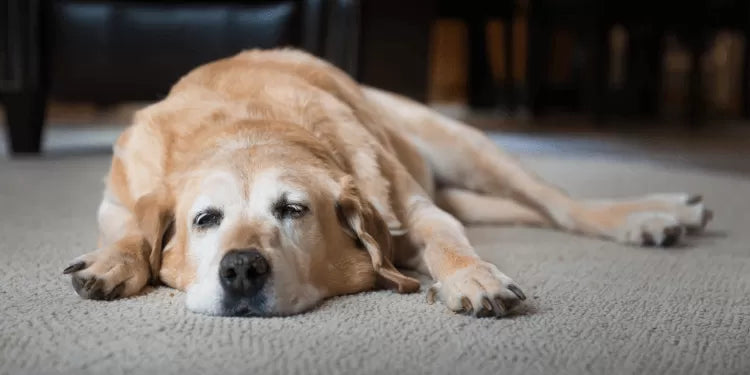 Muscle Atrophy in Dogs: Causes, Treatment, and Recovery