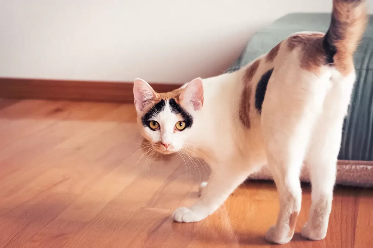 How to Stop My Cats Bum from Smelling​