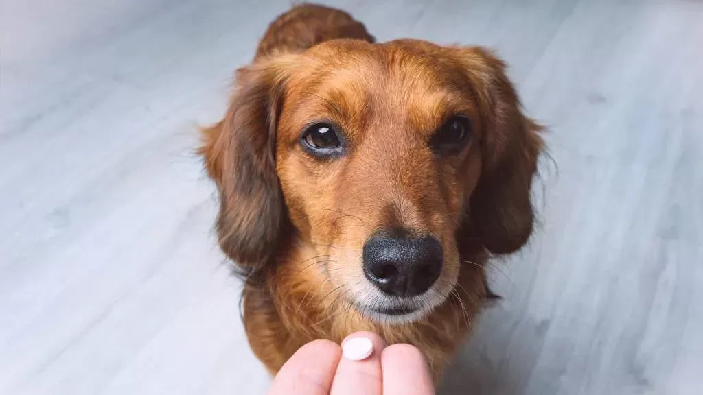 Sulfadiazine for Dogs