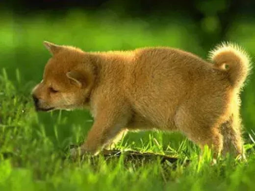 Why Do Dogs Eat Grass